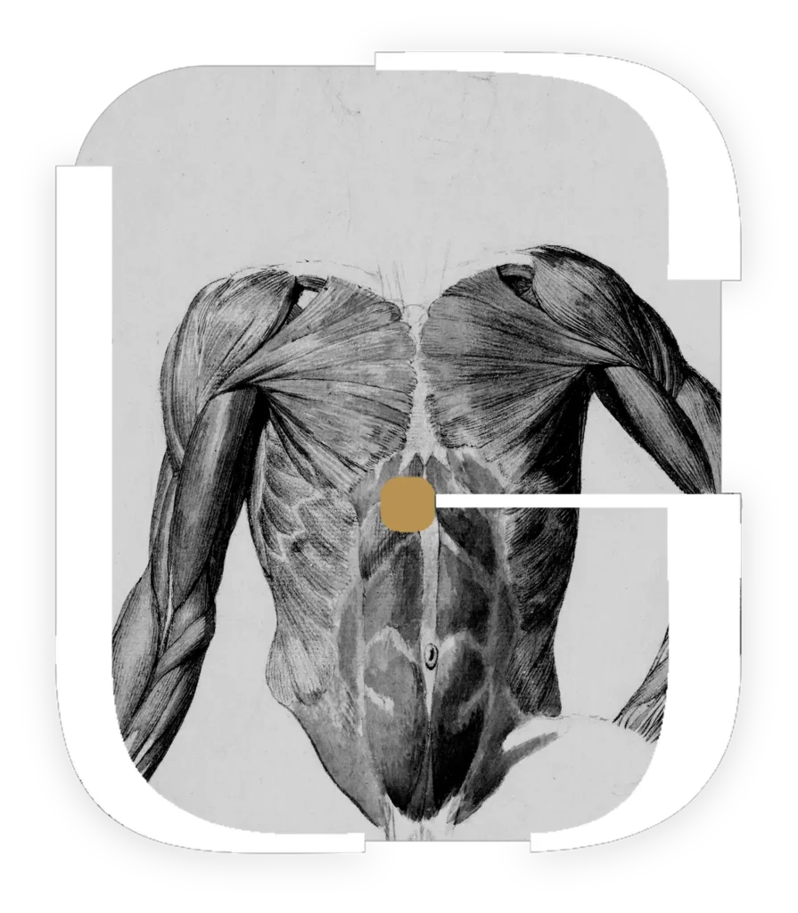 Desenho anatômico antigo dos músculos do tronco e da parede abdominal